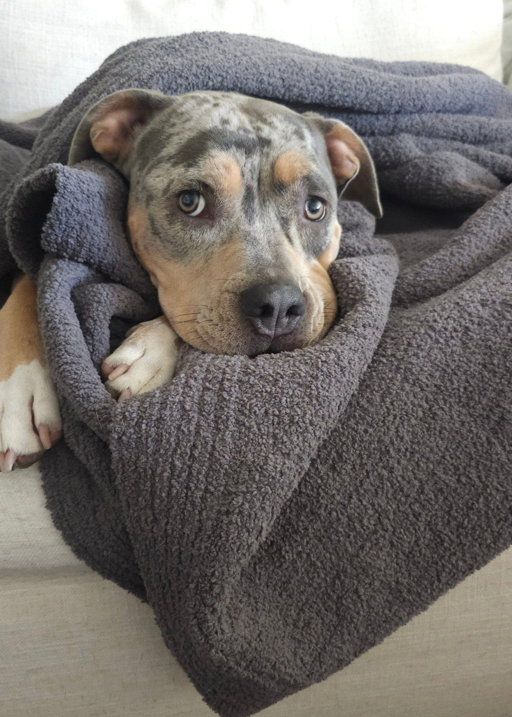 The Nest Microfiber Throw — 75 × 52 in: Dog resting beneath the gray throw.