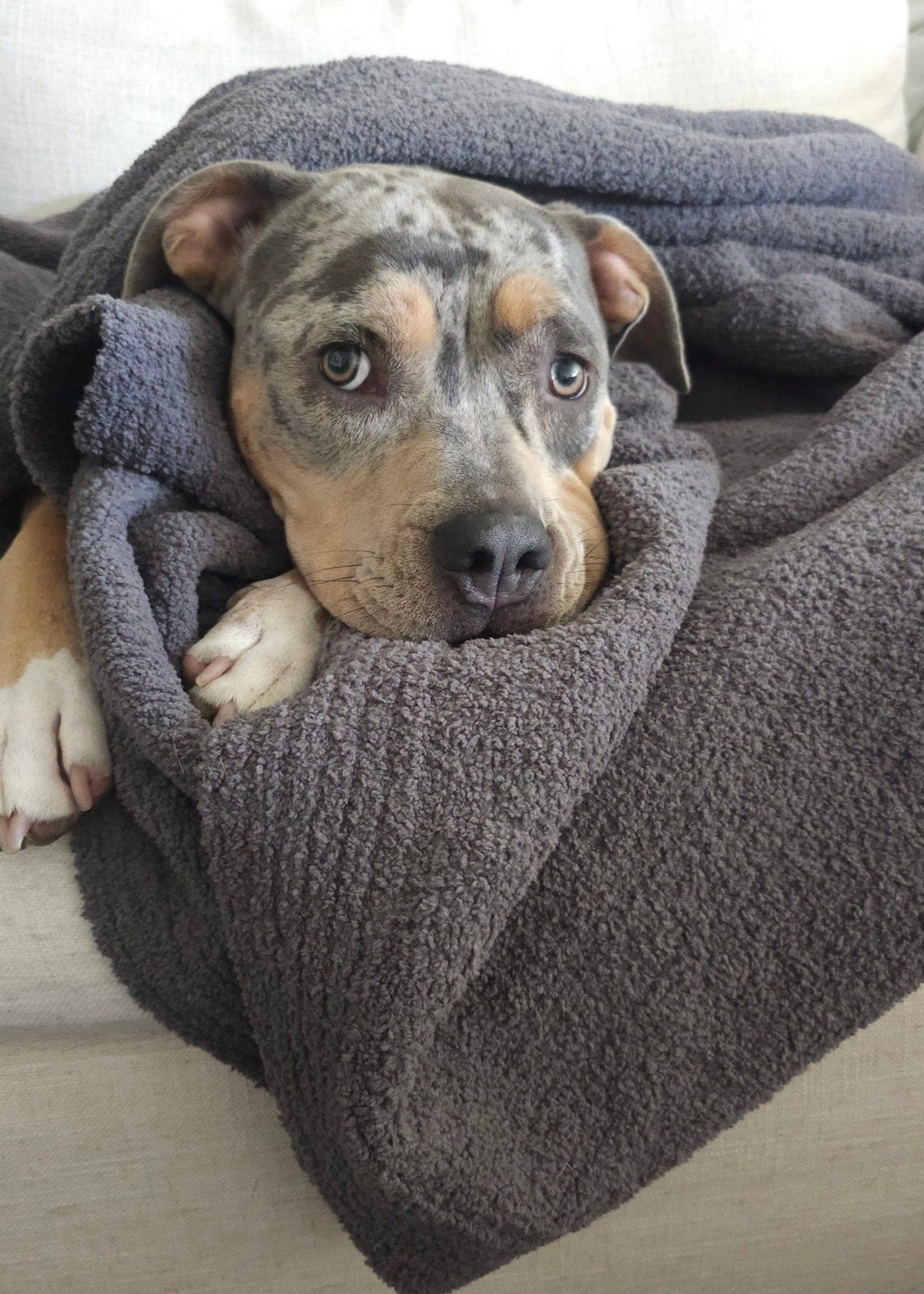 The Nest Microfiber Throw — 75 × 52 in: Dog resting beneath the gray throw.