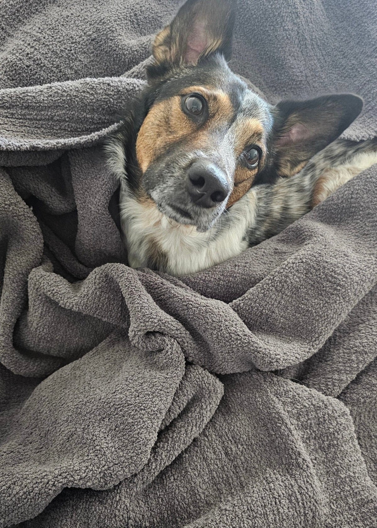 The Nest Microfiber Throw — 75 × 52 in: Dog lying wrapped in the gray throw.